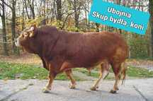 Skup bydła, koni,owiec,żywca,zwierząt
