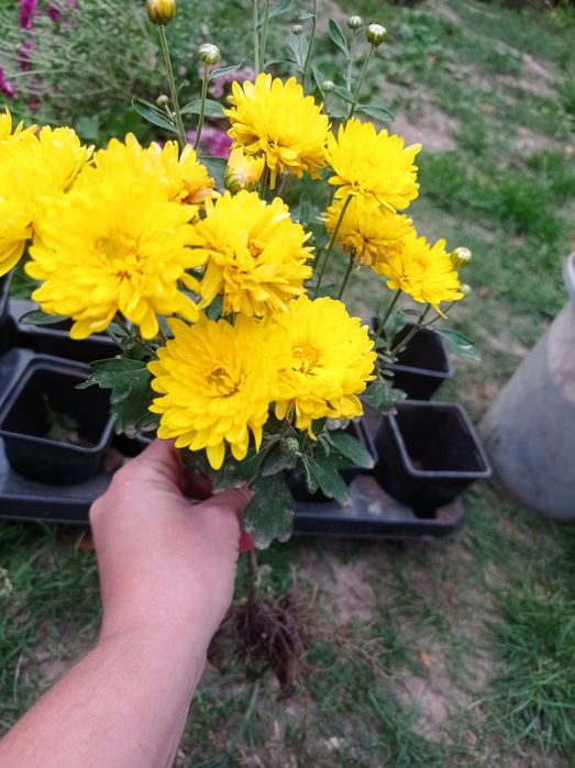 Продам хризантема мультифлора не сформовані кущіки