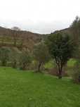 Vendo oliveiras .