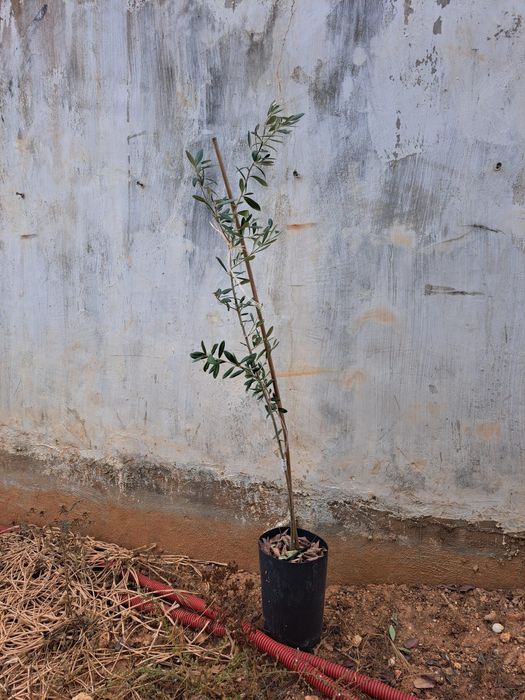 Oliveiras Maçanilha e Cobrançosa  com 1,5m