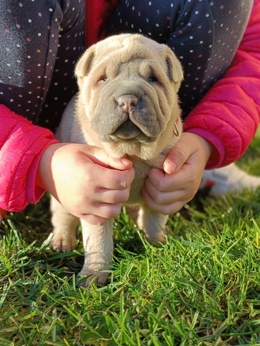 Shar Pei szczenię rodowód