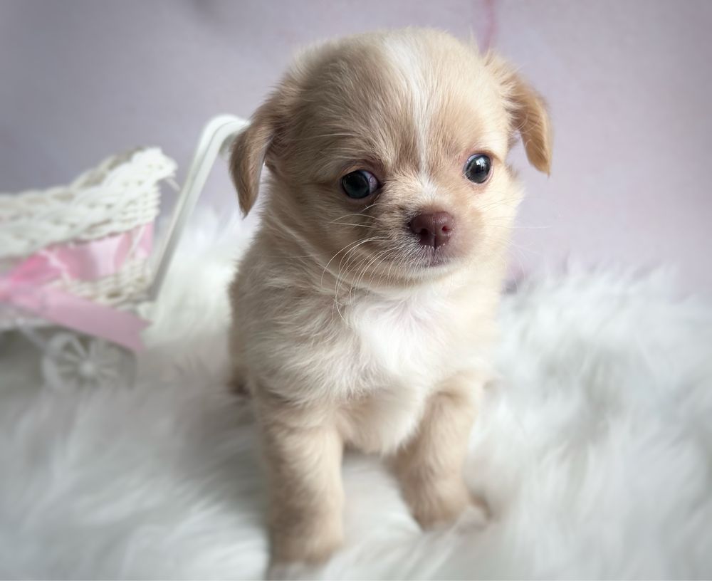 ***ZAREZERWOWANY Długowłosy cudny maluszek chihuahua***