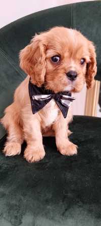 Cavalier King Charles spaniel