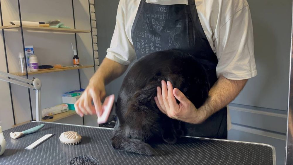 Експрес-линька котів | Без стресу та сидативних | Грумінг Кекс