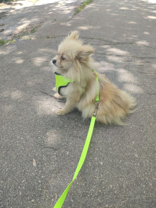 Мини шпиц девочка