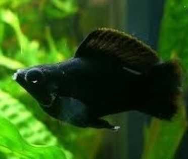 Peixes Molly Balão ADOPÇÂO