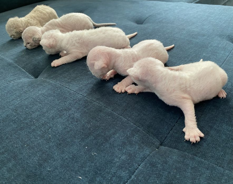 Продам котят породы Девон рекс Devon Rex Доставка по Украине