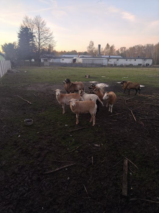 Sprzedam 7 sztuk baranów kameruńskich