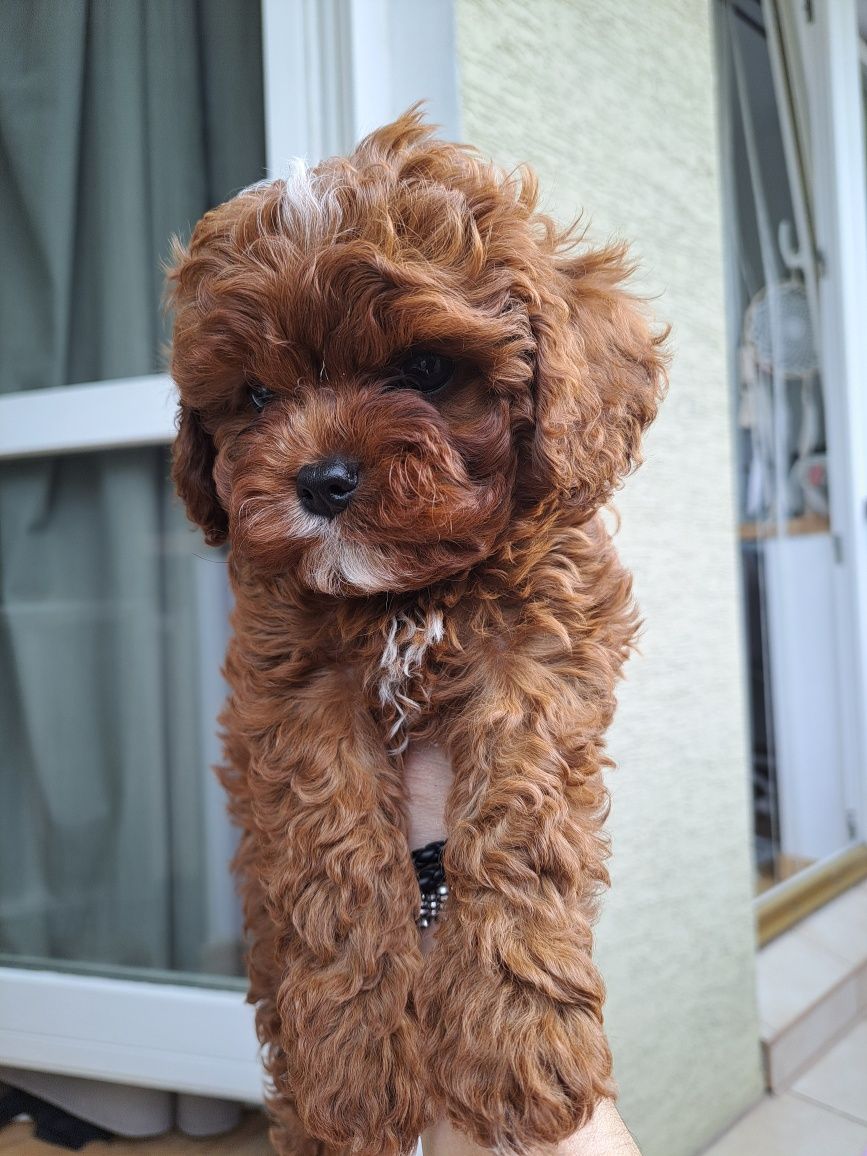 Uroczy Piesek Cavapoo