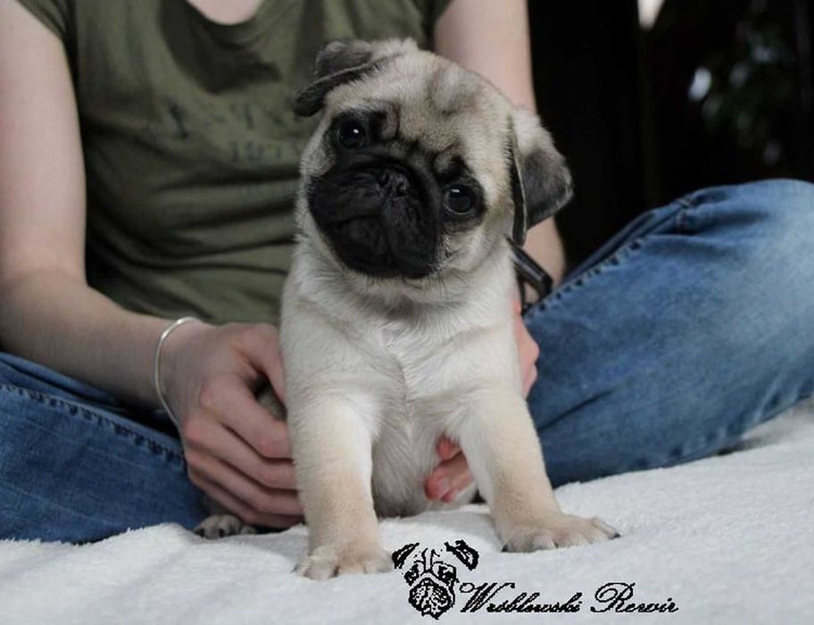 MOPS ZKwP / FCI - chłopczyk