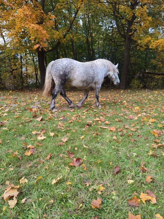 Sprzedam klacz szpaczkę