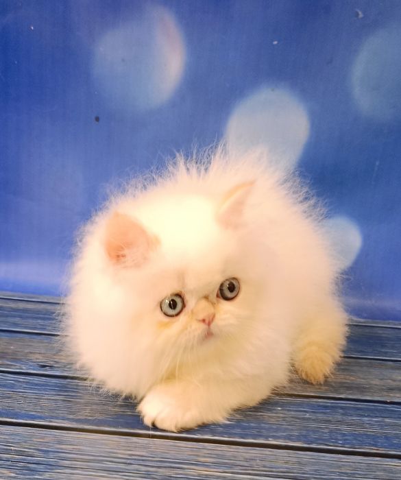 Персидский малыш