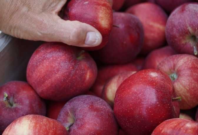 Jabłka z własnego sadu słodkie odmiana Gala 15kg