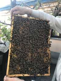 Продаю пчелосемьи,пчелопакети