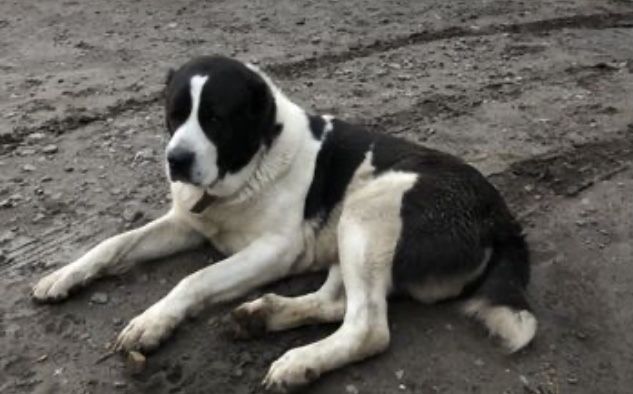 Алабай. ДЛЯ ВЯЗКИ!!!