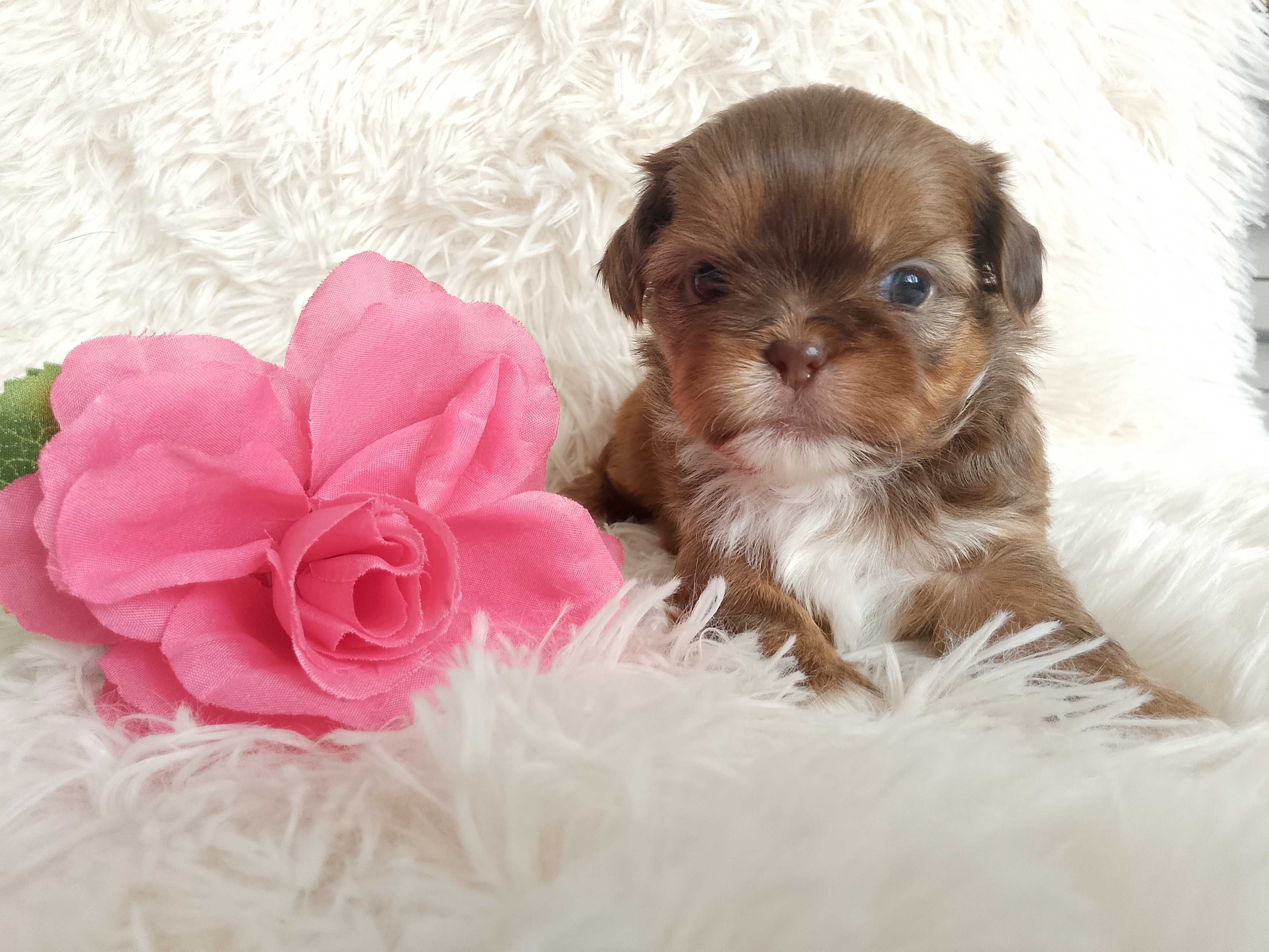 Przepiękna suczka rasy Shih-Tzu szuka domku