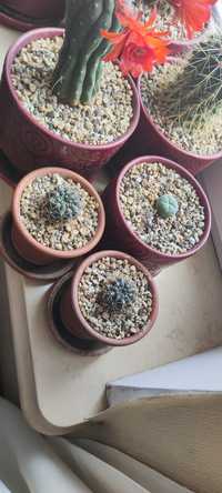 Gymnocalycium baldianum, кактус