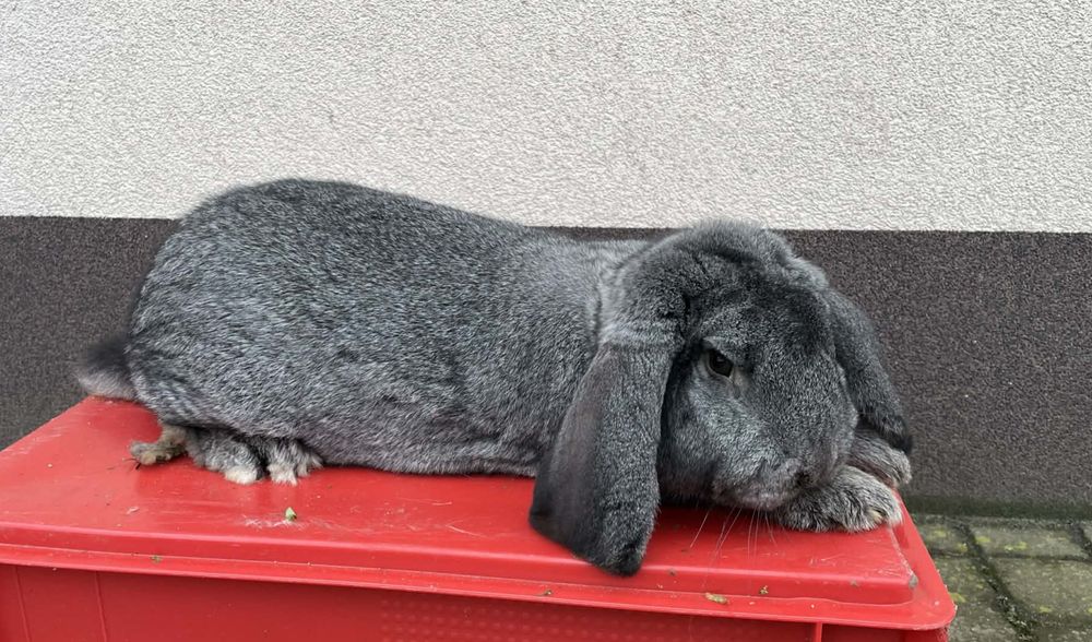 Królik Baran Francuski Szynszyl