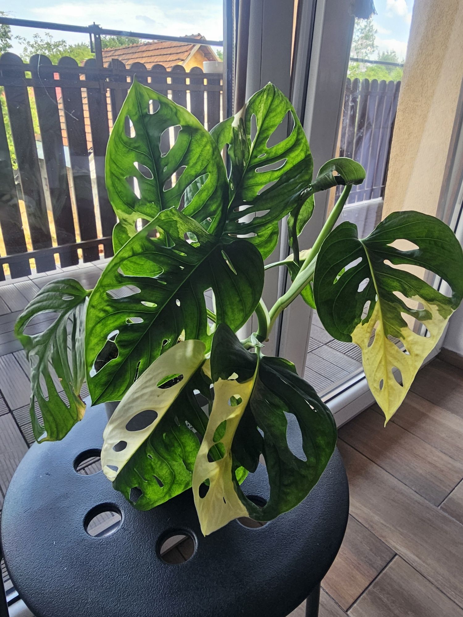 Monstera variegata adansonii