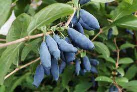 Саженцы голубики / Саджанці лохини 2,3 та 4 років. Різні сорта.