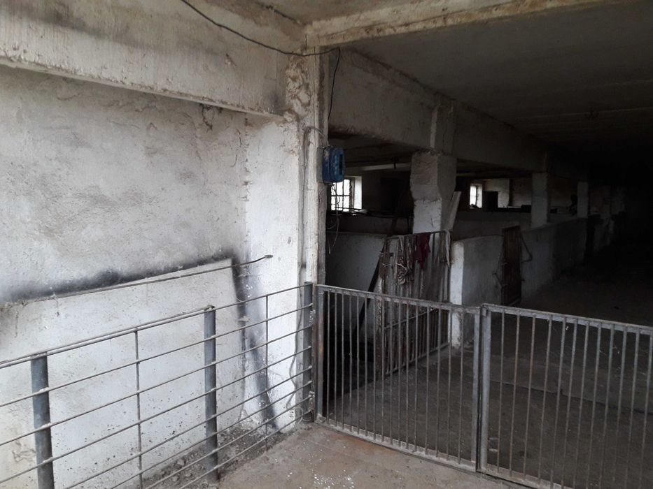 Ваги, веси, стаціонарна платформна вага для тварин