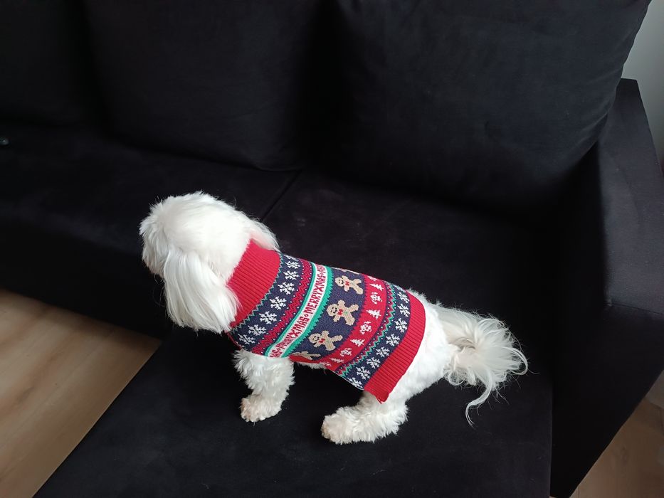 Sweterek świąteczny dla psa