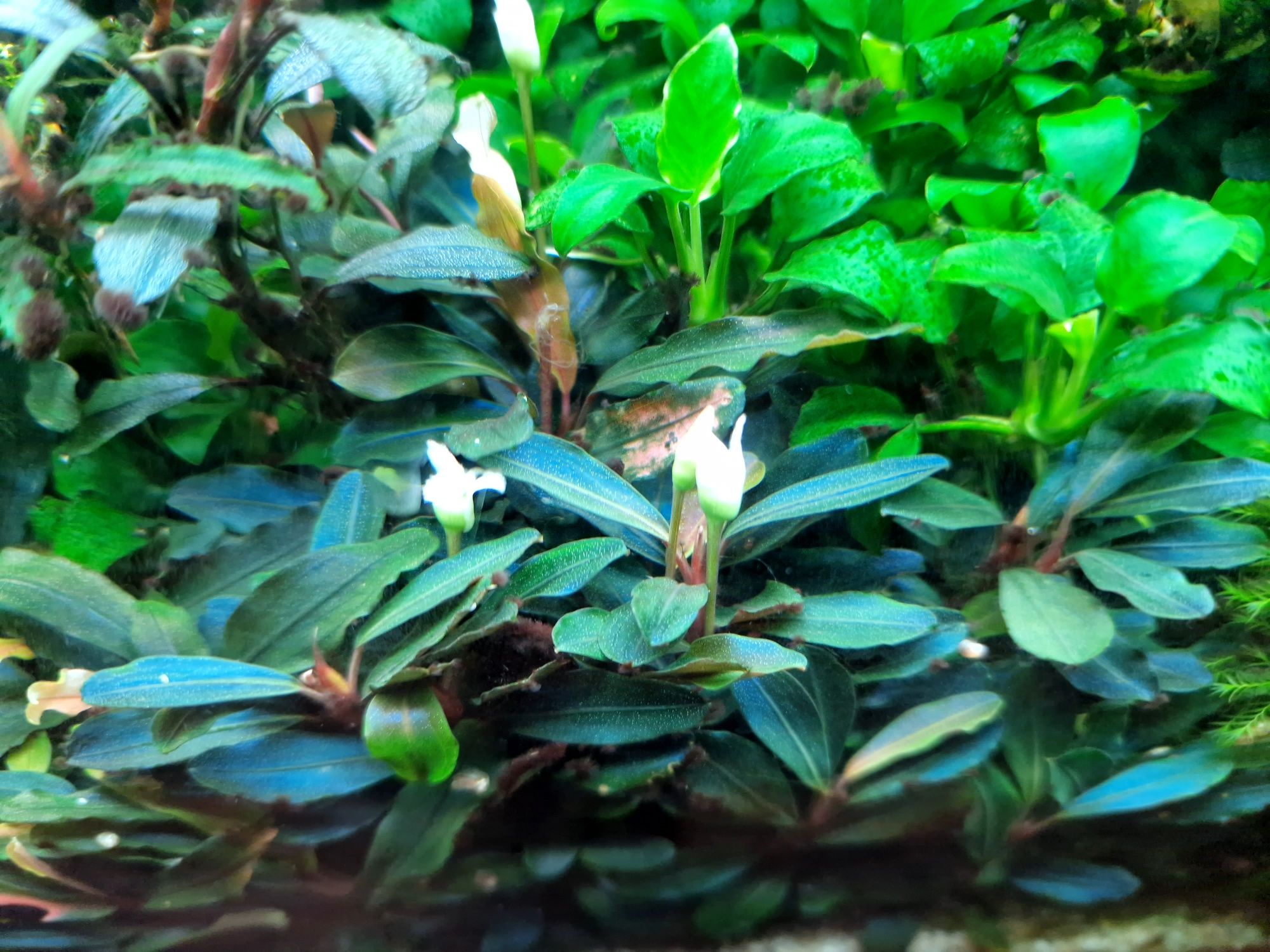 Bucephalandra rożne 4 odmiany - 10szt. Sadzonek