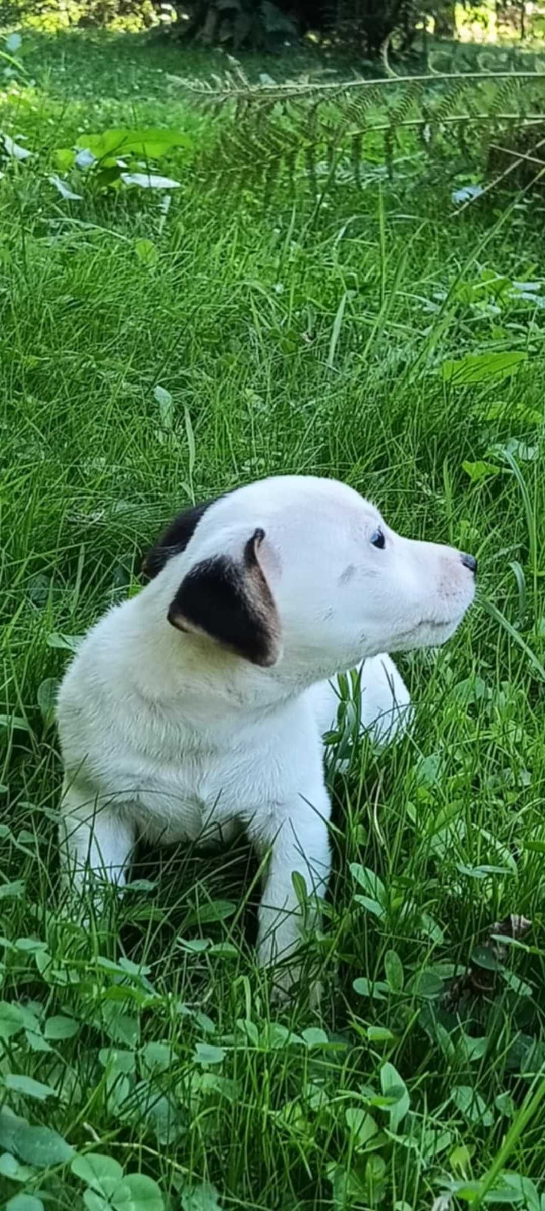 Jack russell terrier suczka nr 1 Stary sącz