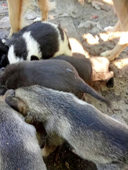 Щенята родились 9.08 в чергу их мама. метис овчарки длинношерстной.