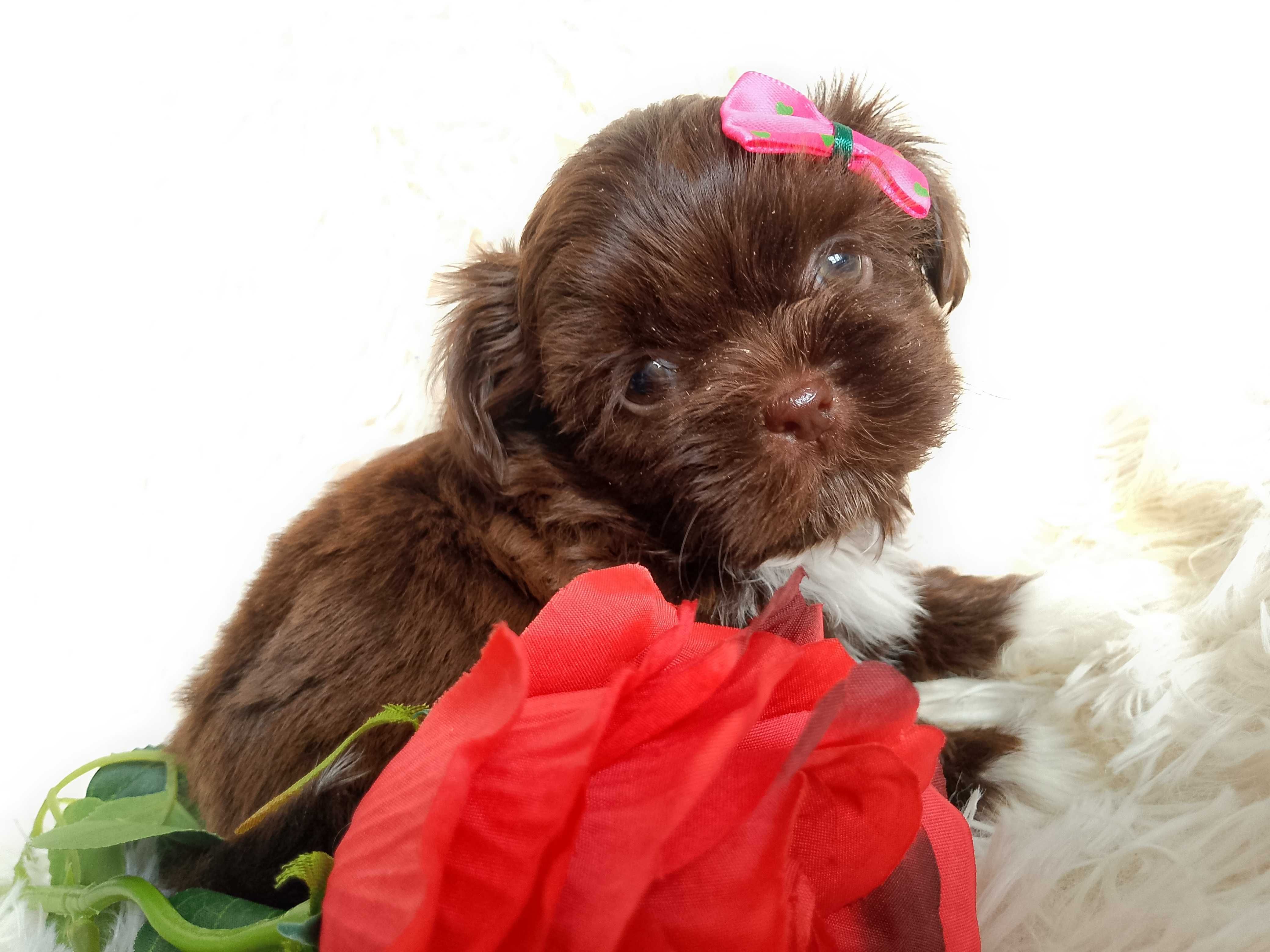 GOTOWA DO ODBIORU czekoladowa suczka rasy Shih-Tzu