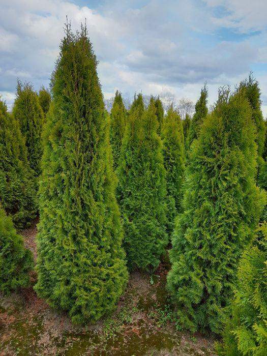 Tuja szmaragd 2m