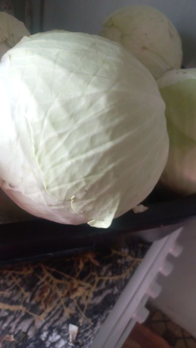 Продам капусту Агресор дуже хороша  на квашеня і зберігання