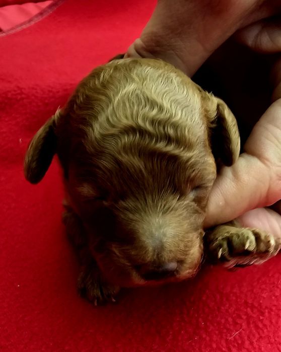 Pudel toy sunia płowa red ciemna Fci ZkwP