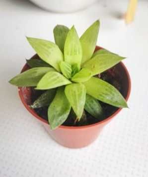 Várias Plantas Suculentas