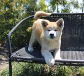 Akita Japońska (Inu) samiec nr 2