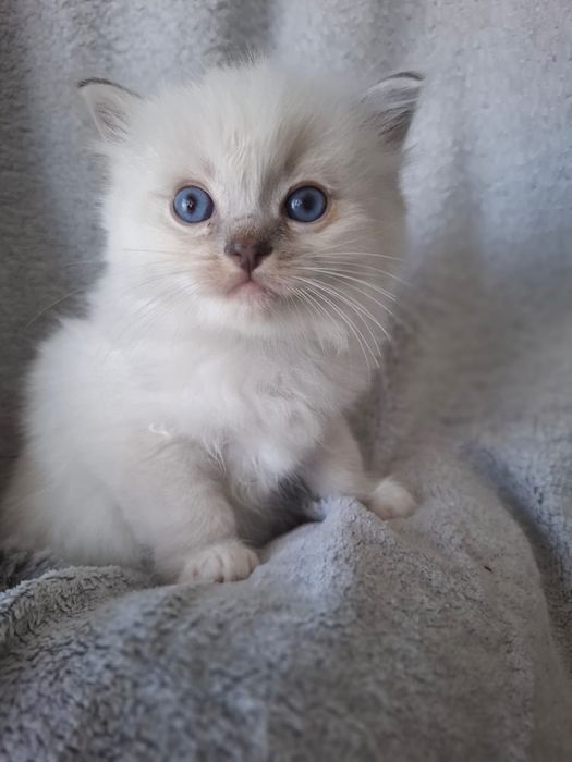 RAGDOLL Chłopiec blue mitted lynx mruczuś FPL