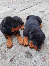 Szczeniaki Rottweiler Rottweilery