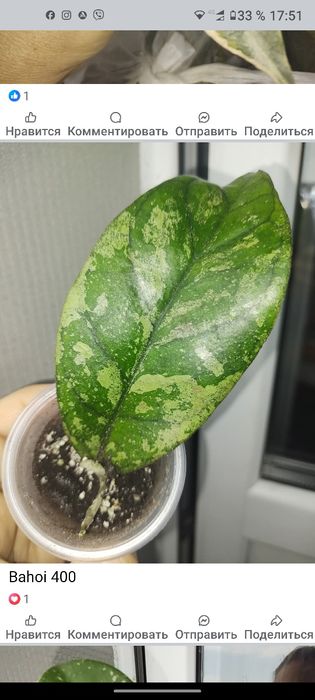 Хойя обовата суперспл,стардаст,bahoi,kalimantan,flores island gunung