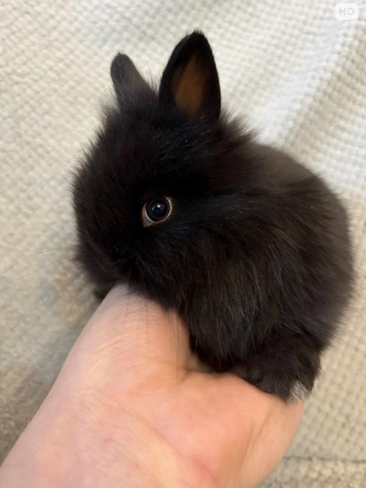 Królik miniaturka,  króliki karzełki tedi długowłose Mini lopki