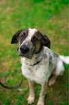 Pies do adopcji pilnie