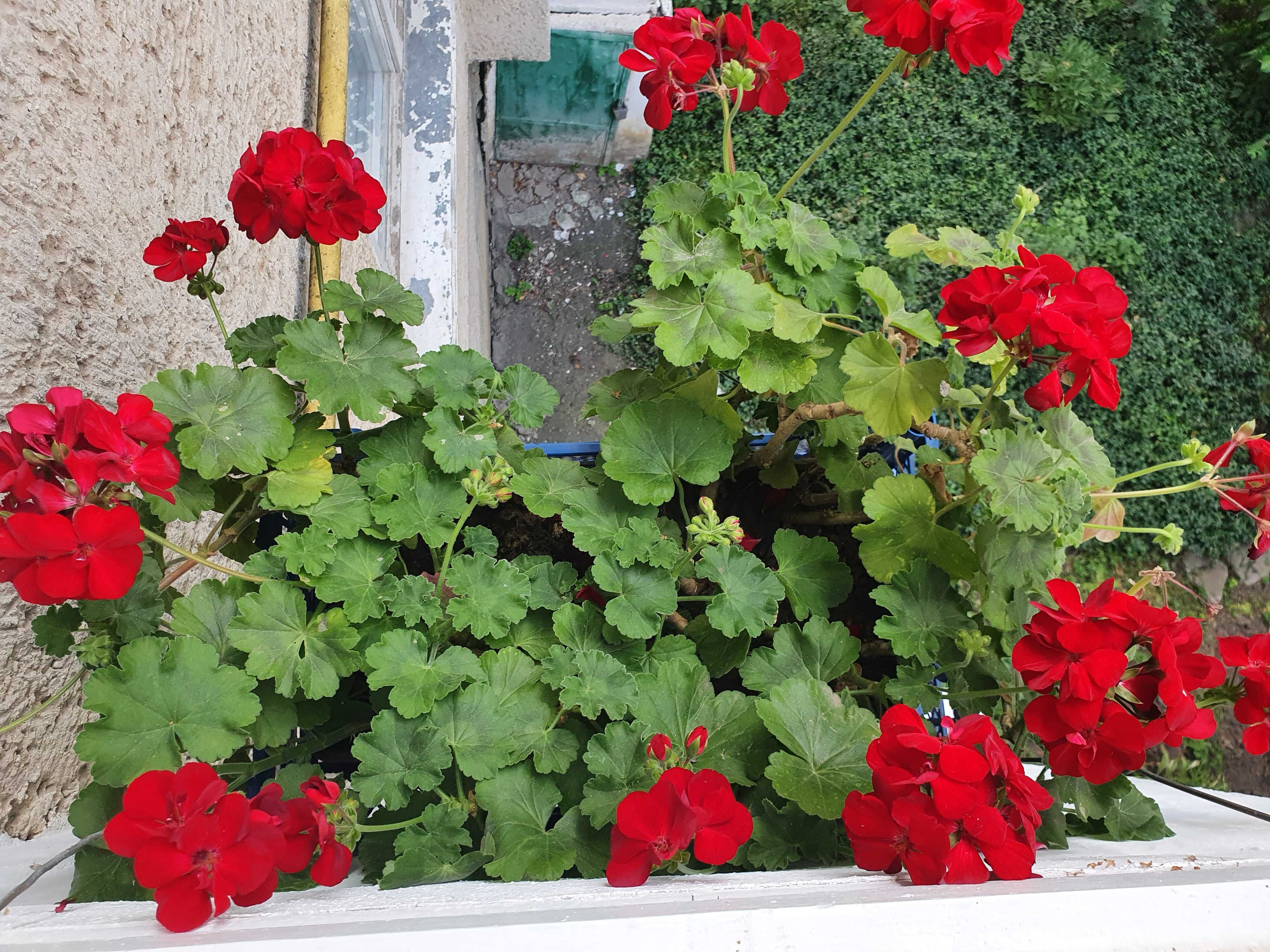 Продам герань червону (садженці )