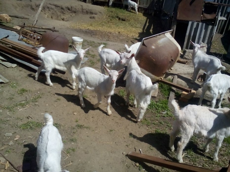 Зааненские  нубийские козлята козы и козлики разного возраста