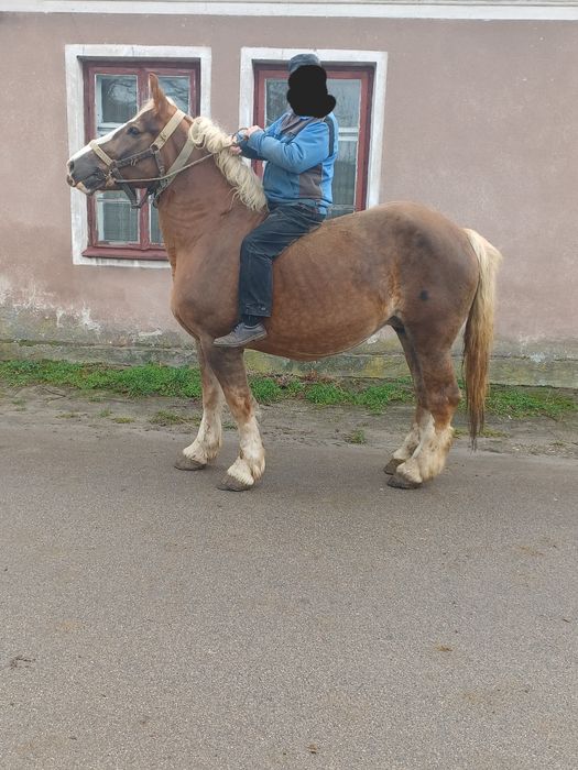 Klacz 9 lat z ogierkiem