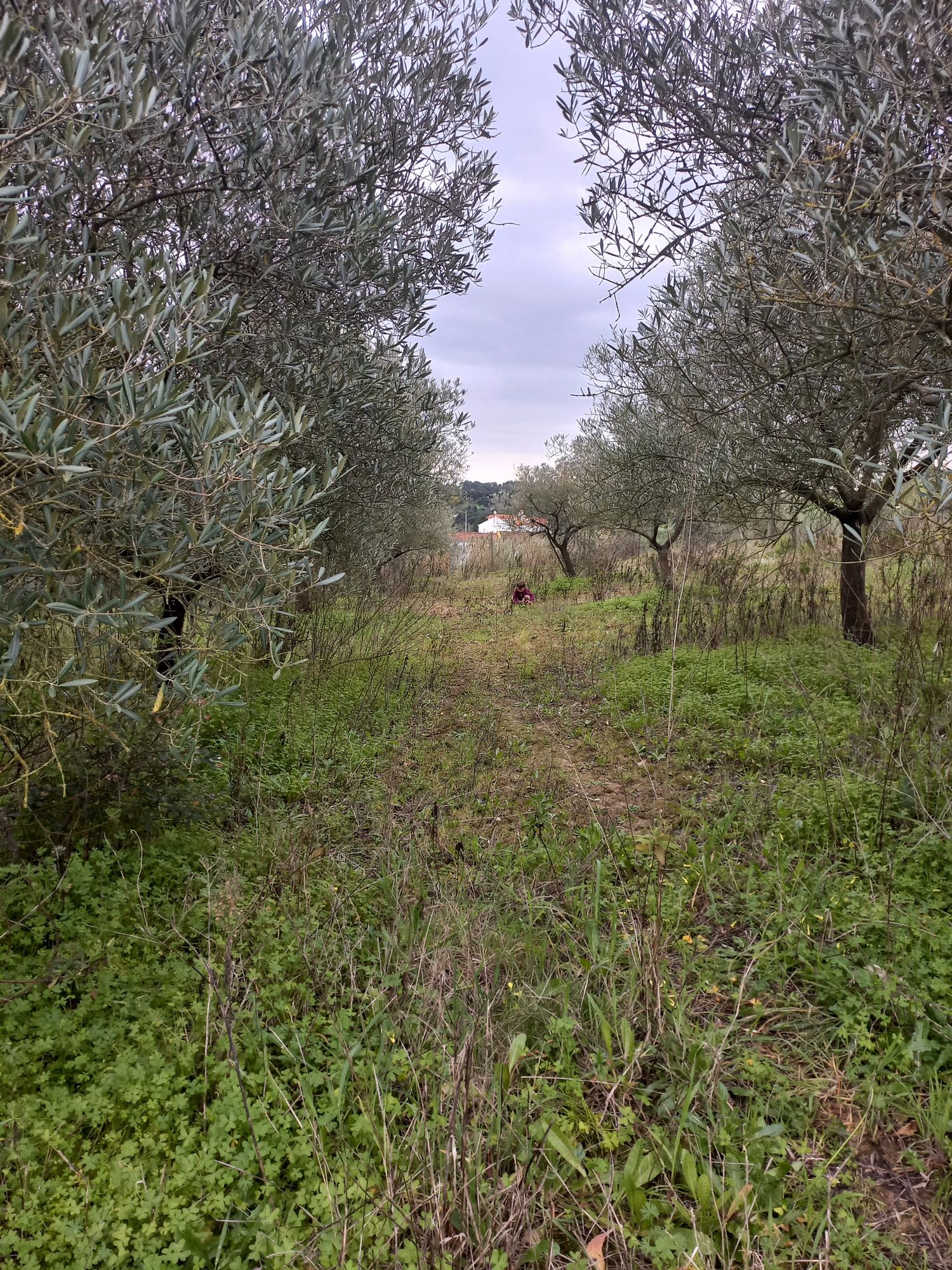 Diversas Oliveiras