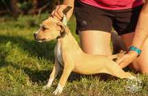 APBT  . Pit Bull Import USA