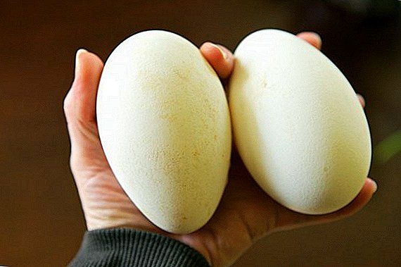 Яйця Гусячі інкубаційні Датський Легарт
