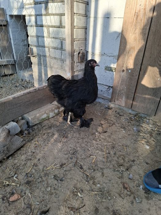 Sprzedam Kogut I kury Brahma I Kogut Mix Ayam Cemani