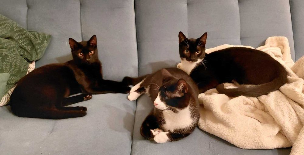 piękne kociaki do oddania w odpowiedzialne rece