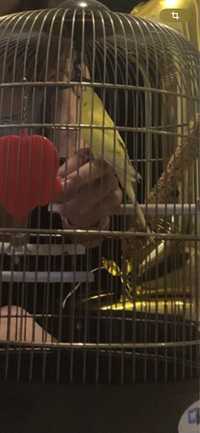 Волнистый желтый попугай