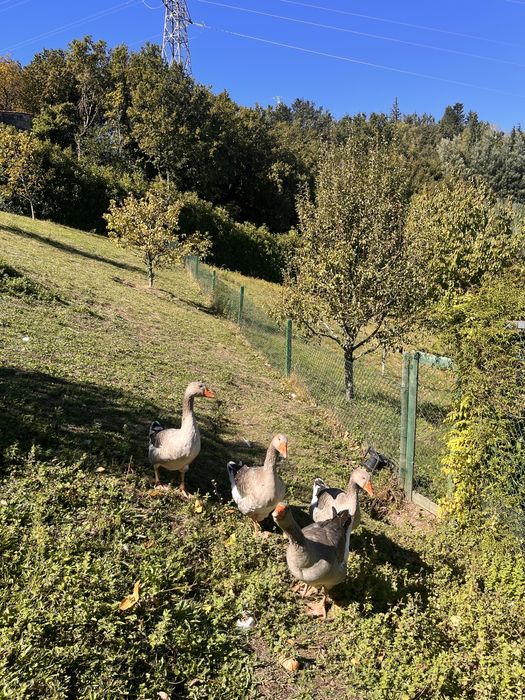 Vendo perús nascidos em Abril